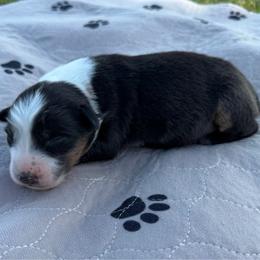 Black Tri Female 2 - Black tri-color female Australian Shepherd puppy in Hubbard, Texas from Poston Paddock Aussies LLC