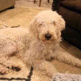 Maggie - Labradoodle