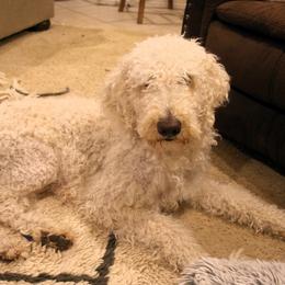 Maggie - Labradoodle