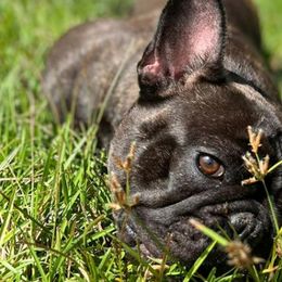 French Bulldogs from Bourbon Street Bullz