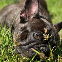 French Bulldogs from Bourbon Street Bullz