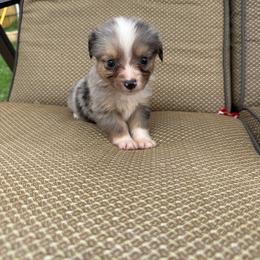 Sunny - Blue merle male Toy Australian Shepherd puppy in Puryear, Tennessee from A&W Toy Aussies