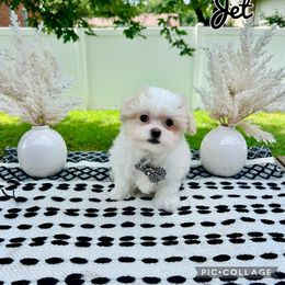 Jet - White male Mal-Shi puppy in Morehead, Kentucky from Paw Perfect Pets
