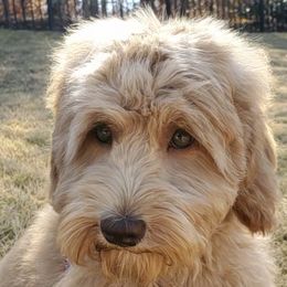 Australian Labradoodle Puppies from Chickadee Labradoodles