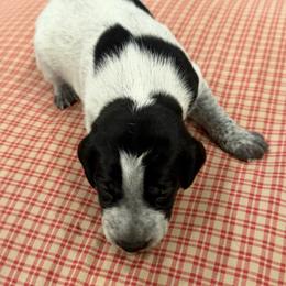Fiddler - Black roan male German Shorthaired Pointer puppy in Hot Springs, Virginia from Thunder Mountain Gun Dogs