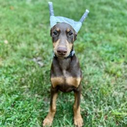 Grey Collar Female - Red and rust female Doberman Pinscher puppy in Medina, Tennessee from Valorosa Doberman Kennel