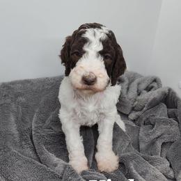 Violet - Parti female Poodle puppy in Dover, Delaware from Dogtastic Poodles