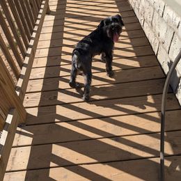 Cinder - Miniature Schnauzer