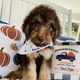 Goldendoodle Puppies from Thompson Creek Doodles