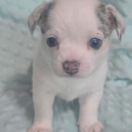 White with blue and tan merle patches - Merle male Chihuahua puppy in Knoxville, Tennessee from Turners Chihuahua
