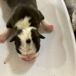 Boy 5 - Boston Terrier puppy in Idaho from Holly's Boston Terriers