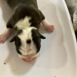 Boy 5 - Boston Terrier puppy in Idaho from Holly's Boston Terriers