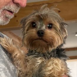 Beth - Yorkshire Terrier