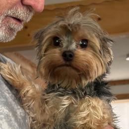 Beth - Yorkshire Terrier