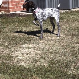 French Bulldogs and German Shorthaired Pointers from Auburn Kennels