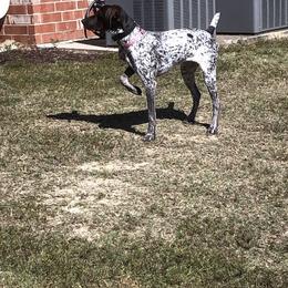 French Bulldogs and German Shorthaired Pointers from Auburn Kennels