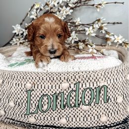 London - Caramel red Australian Labradoodle puppy in Decatur, Alabama from Southern Meadows Doodles