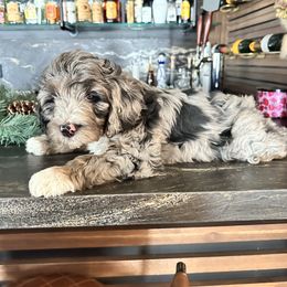 Bernedoodle, Cavapoo, Goldendoodle, and Poodle Puppies from Wasatch Pup