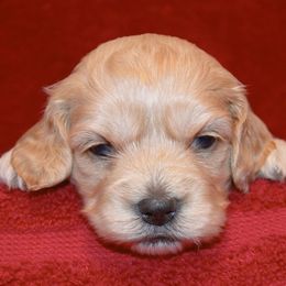 Cavapoo and Cockapoo Puppies from Clearview Canines