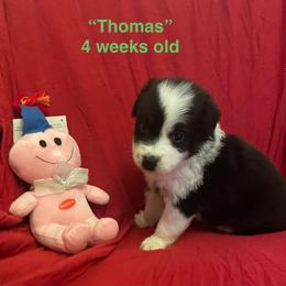 Thomas - Black tri-color male Australian Shepherd puppy in Hammond, Louisiana from Gold Ring Australian Shepherds