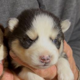 Inferno - Red and white male Pomsky puppy in Spring Hill, Florida from PDQ Pomskies