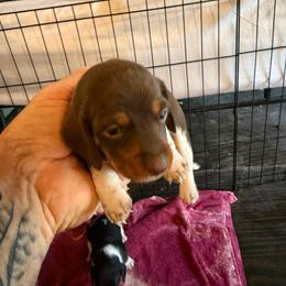 Boy 1 - Chocolate and tan male Dachshund puppy in Paisley, Florida from Pantheon Dachshunds