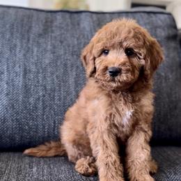 Clyde - Red  male Goldendoodle puppy in St George, Utah from Doodle Bears of Southern Utah