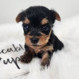 Ellie - Black and gold female Yorkshire Terrier puppy in Festus, Missouri from Impeccable Pups