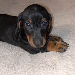 Boy 3 - Black and tan Dachshund puppy in Buckeye, Arizona from AZ Dachshund Proud