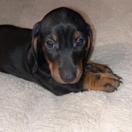 Boy 3 - Black and tan Dachshund puppy in Buckeye, Arizona from AZ Dachshund Proud