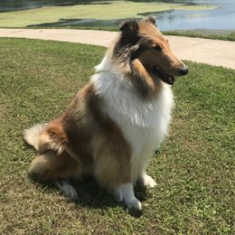 Cherry - Collie