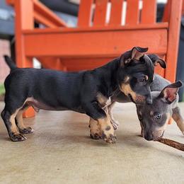 Teddy Roosevelt Terrier Puppies from Travelin' Man Terriers