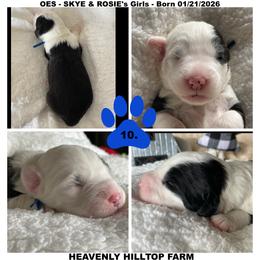 Goldendoodle, Old English Sheepdog, Poodle, and Sheepadoodle Puppies from Heavenly Hilltop Farm
