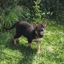 Yogi Bear - Black and tan male German Shepherd puppy in Whitewater, California from Vom Haus Metzler Shepherds