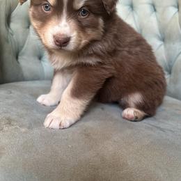 Girl 5 - Red tri-color female Australian Shepherd puppy in Bison, South Dakota from South Dakota Creekside Australian Shepherds