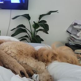 French Bulldog and Goldendoodle Puppies from Good Vibes Puppies