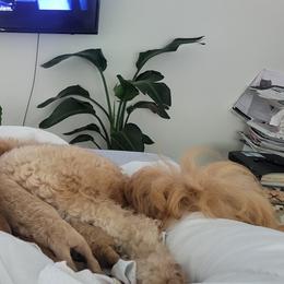 French Bulldog and Goldendoodle Puppies from Good Vibes Puppies