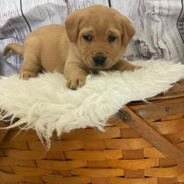 Faith - Yellow female Labrador Retriever puppy in New London, Ohio from C&R Prestige Labrador Retrievers