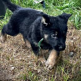 Green Boy - Black and tan male German Shepherd puppy in San Antonio, Texas from CISCOK9