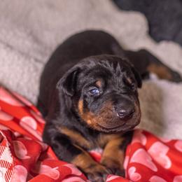Mr B(brown boy) - Black and rust male Doberman Pinscher puppy in Shelby, North Carolina from IronBee Dobermans
