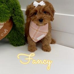 Fancy - Red female Cavapoo puppy in Buford, Georgia from Petite Posh Puppies