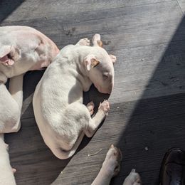 Gigi - Bull Terrier