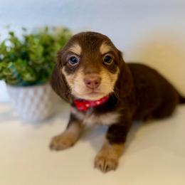 Juan - Chocolate and cream male Dachshund puppy in Fort Gibson, Oklahoma from Cooper’s Dachshunds