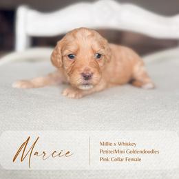 Marcie - Apricot female Goldendoodle puppy in Hiddenite, North Carolina from Rose and Reid Doodles