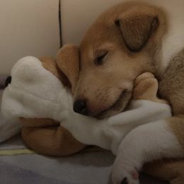 Collie Puppies from The Shepherd's Collies