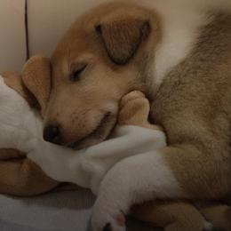 Collie Puppies from The Shepherd's Collies