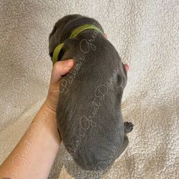 Great Dane Puppies from Parker's Great Danes