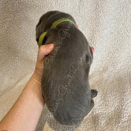 Great Dane Puppies from Parker's Great Danes