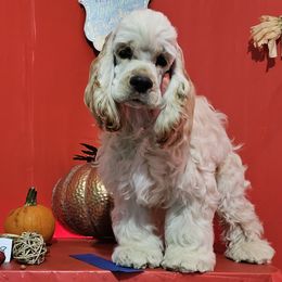 Boy 2 - Cocker Spaniel puppy in Peoria, Arizona from Stand Alone Cockers