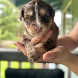 Kufel - Chocolate male Pomsky puppy in Campton Hills, Washington from Urban Miracle’s